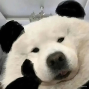 cv技师的个人资料头像