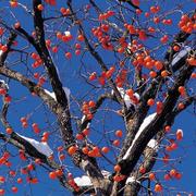 一本黑白的个人资料头像