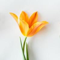 活泼小猫TJKFw头像