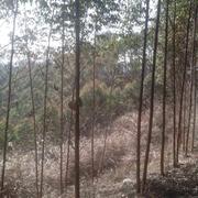 观象的个人资料头像