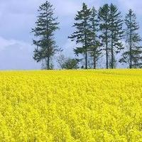 分秒必争松鼠q1头像