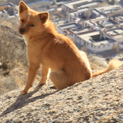 52Hz的小树的个人资料头像