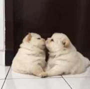 Kirin007的个人资料头像