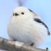 肥墩墩的个人资料头像