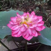 Aturun的个人资料头像