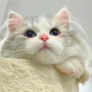 省省猫好物仓头像