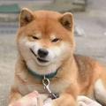 舒舍头像