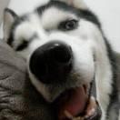 dxc的个人资料头像