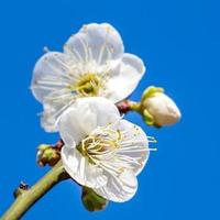 清新熊猫FzkGB头像