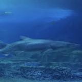 幸运漂流瓶i7d头像