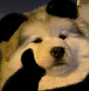 爱吃鱼的酱酱仔的个人资料头像