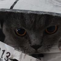 半部天书知北游头像