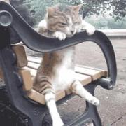 rayshen的个人资料头像