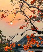 好柿会發生的个人资料头像