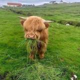 西柚不是柚啊头像