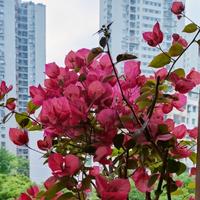 乐观的蜻蜓ZhM头像
