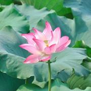 呱呱11的个人资料头像