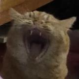 锤大饼的锤头像