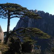 Chinado的个人资料头像