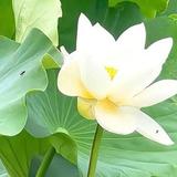 正大光明苹果rdo头像