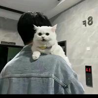 如果有一天悄无声息的离开，请原谅我头像