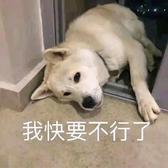 我用我的狂笑掩饰我的低调头像