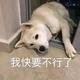 我用我的狂笑掩饰我的低调头像