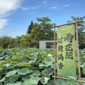 小黄观天下头像