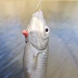 运动巴顿2D7头像