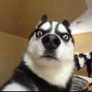 你微笑时好美酱的个人资料头像