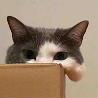 俊俏星星5OP头像