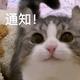 吃点好的辰头像
