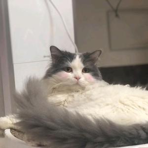 猫猫侠2f8C头像
