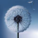 心想是陈yy头像