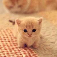 这味道不敢相信头像