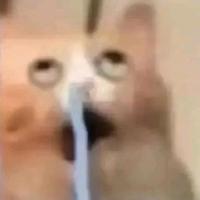 积极的饼干Y5a头像