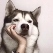 ttl的个人资料头像