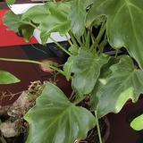 清心如莲花头像