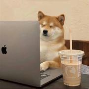 知吾猪的个人资料头像