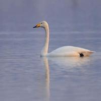 郎里小白龙l头像