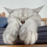 肥猫coco头像