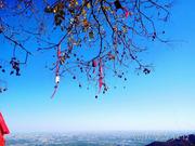 阳光洒向狗的个人资料头像