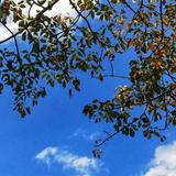 灵巧枫叶GI头像