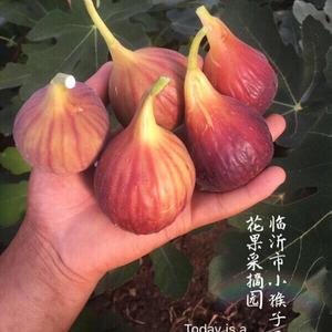 临沂小猴子无花果头像