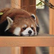 guara的个人资料头像