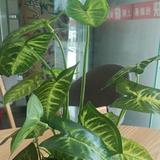 我爱我家232158109头像