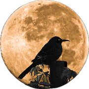 用户161990112359的个人资料头像