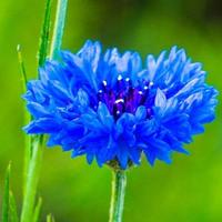 矢车菊靛蓝头像