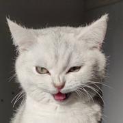 蛋白不白的个人资料头像