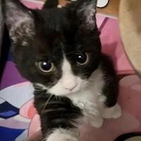 魔法书签Gms头像